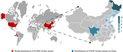 Recent advances in the study of NADC34-like porcine reproductive and respiratory syndrome virus in China